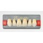 Dents Esthétique type Vita postérieur 8 dents une plaquette - WIEDENT