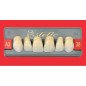 Dents Esthétique type Vita postérieur 8 dents une plaquette - WIEDENT