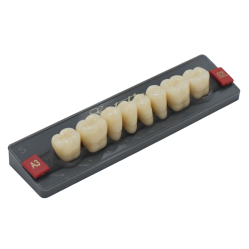 Dents Esthétique type Vita postérieur 8 dents une plaquette  - WIEDENT