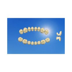 Dents naturelles esthétique / POSTERIEURS\  tribos 501- GEBDI