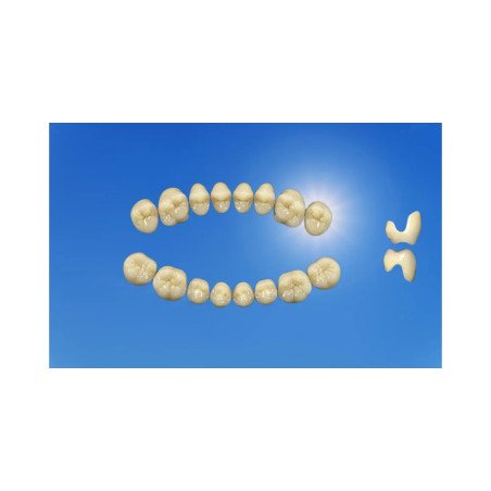 Dents naturelles esthétique / POSTERIEURS\ tribos 501- GEBDI