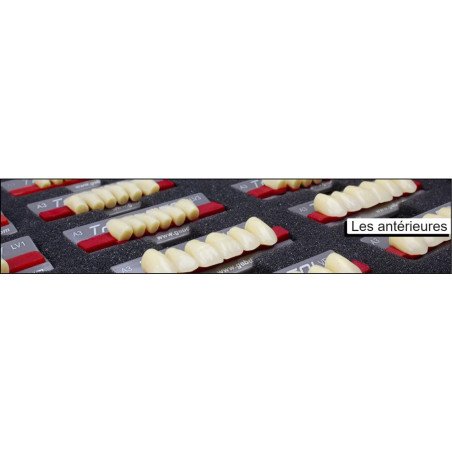 Dents naturelles esthétique / ANTERIEURS \ tribos 501- GEBDI