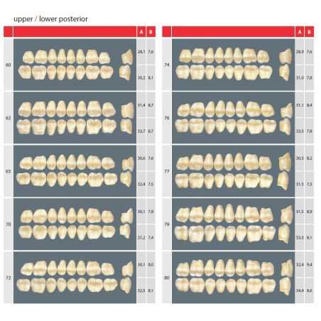 Dents Esthétique type Vita postérieur 8 dents une plaquette - WIEDENT