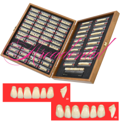 Dents type vita wiedent esthetic